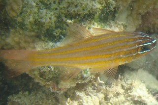 Ostorhinchus wassinki - Wassinki Kardinalfisch (Wassinki Kardinalbarsch)